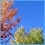couleurs d'automne a Brian&ccedil;on